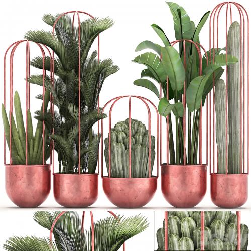 Collection of plants 326. Cacti, palm, copper, banana, dipsis, indoor plants, pot, copper, flowerpot, metal, outdoor, decorative, strelitzia, Cactus