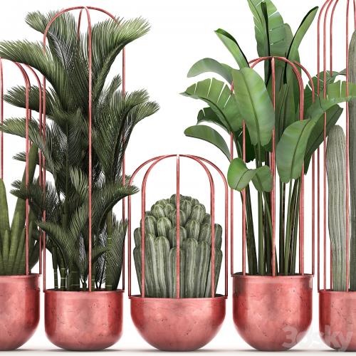 Collection of plants 326. Cacti, palm, copper, banana, dipsis, indoor plants, pot, copper, flowerpot, metal, outdoor, decorative, strelitzia, Cactus