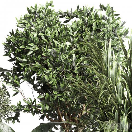 Collection indoor plant 156 pot plant ficus rubbery palm concrete dirt vase