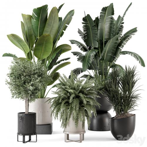 Indoor Plants in rusty Concrete Pot - Set 1167