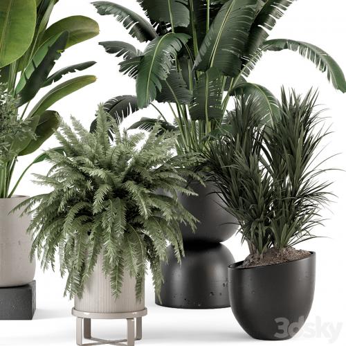 Indoor Plants in rusty Concrete Pot - Set 1167