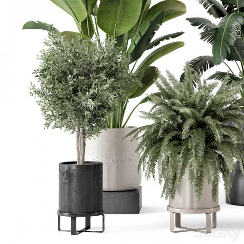 Indoor Plants in rusty Concrete Pot - Set 1167