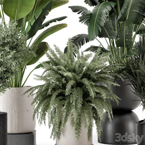 Indoor Plants in rusty Concrete Pot - Set 1167