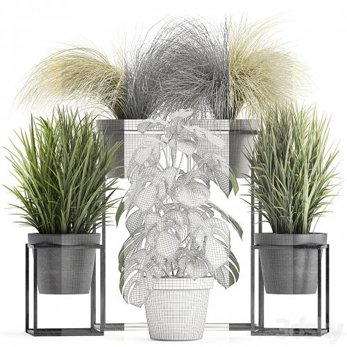 Plant collection 316. Grass, tussock, monstera, pot, flowerpot, indoor, small, flower stand, bush, outdoor, concrete