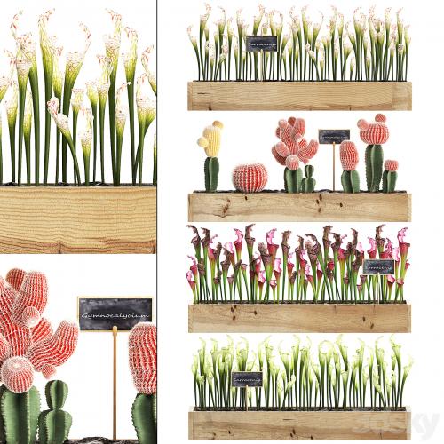 Vertical gardening in wooden wall boxes pots with cactus, Sarracenia, Gymnocalcium, desert plants. Set 44.