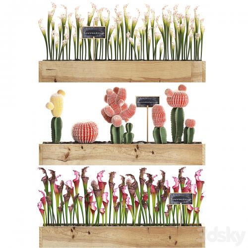 Vertical gardening in wooden wall boxes pots with cactus, Sarracenia, Gymnocalcium, desert plants. Set 44.