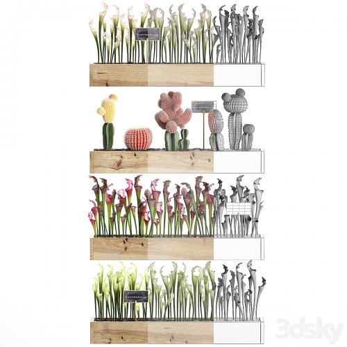 Vertical gardening in wooden wall boxes pots with cactus, Sarracenia, Gymnocalcium, desert plants. Set 44.