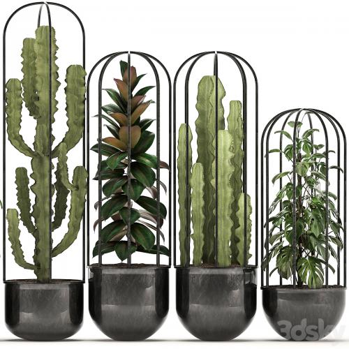 Collection of plants 327. Black pot, loft, flowerpot, cactus, spurge, monstera, Schefflera, ficus, interior, ficus abidjan, metal, industrial style