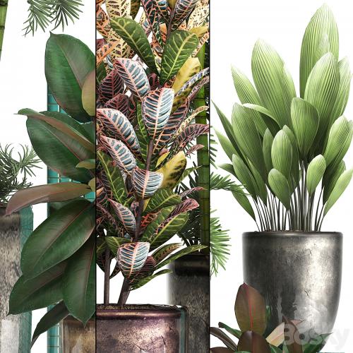 Plant collection 353. luxury, pot, flowerpot, indoor plants, Croton, palm grass, ficus robusta, areca palm