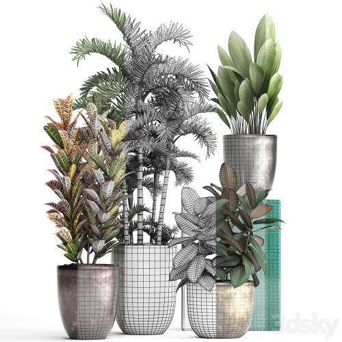 Plant collection 353. luxury, pot, flowerpot, indoor plants, Croton, palm grass, ficus robusta, areca palm