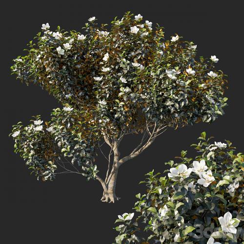 Magnolia grandiflora 04