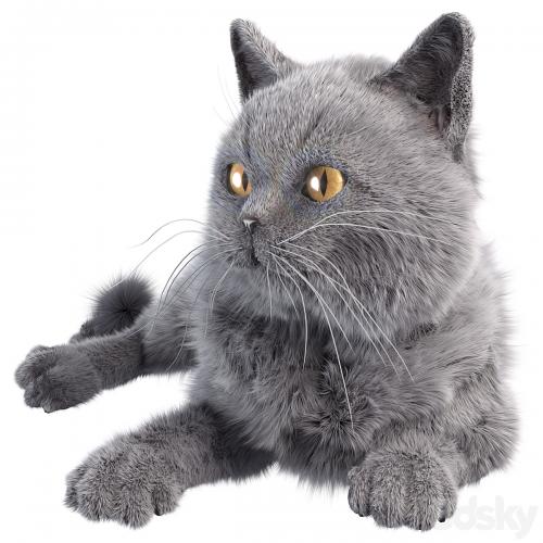 Gray Cat