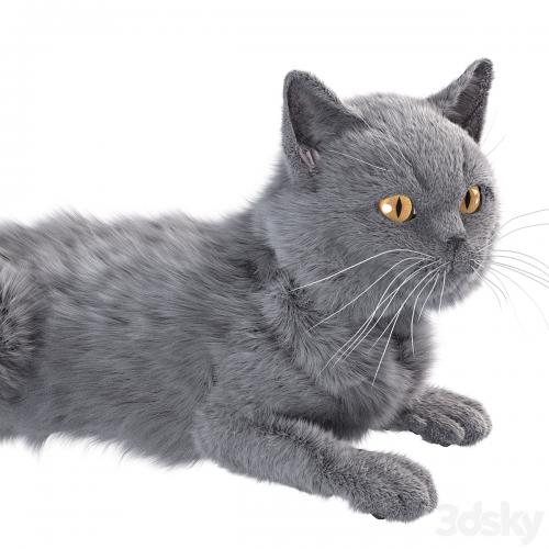 Gray Cat