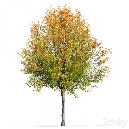 Autumn pear tree