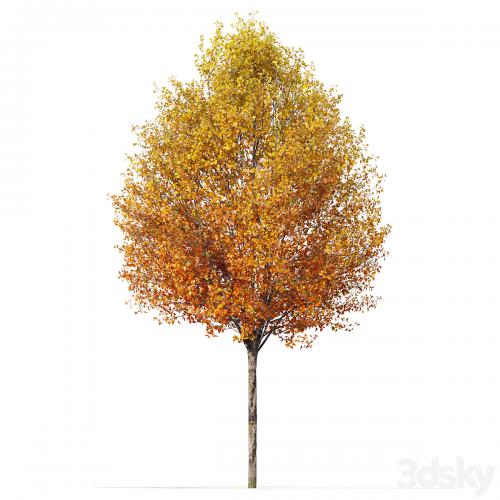 Autumn pear tree