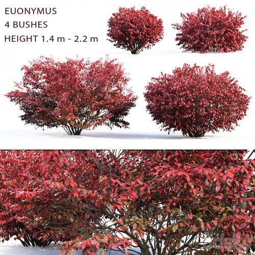 Euonymus