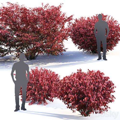 Euonymus