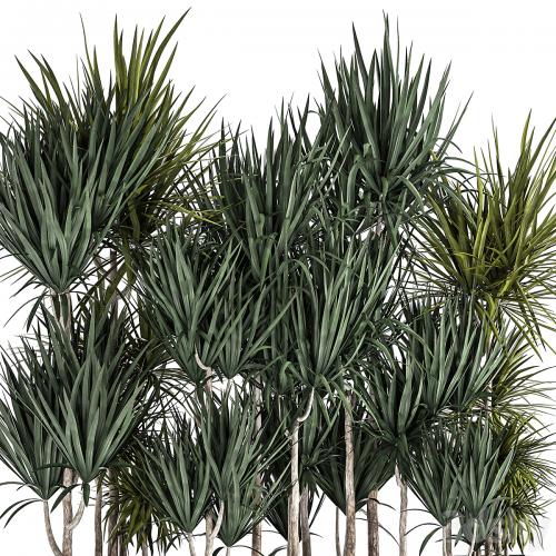 Lush exotic thickets of Dracaena bushes in a metal pot flowerbed. 887.