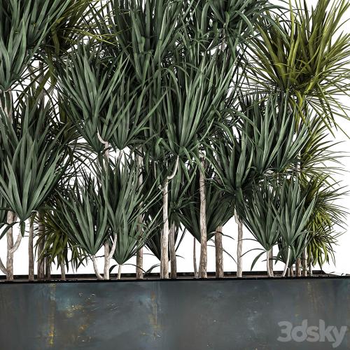 Lush exotic thickets of Dracaena bushes in a metal pot flowerbed. 887.