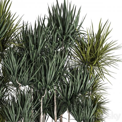 Lush exotic thickets of Dracaena bushes in a metal pot flowerbed. 887.