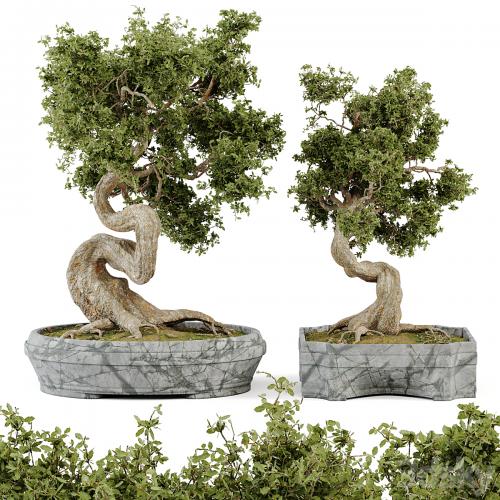 Bonsai Set Vol.01