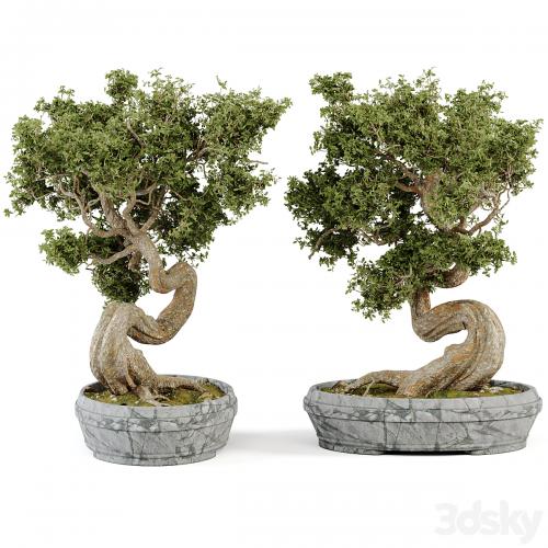 Bonsai Set Vol.01