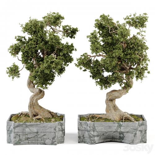 Bonsai Set Vol.01