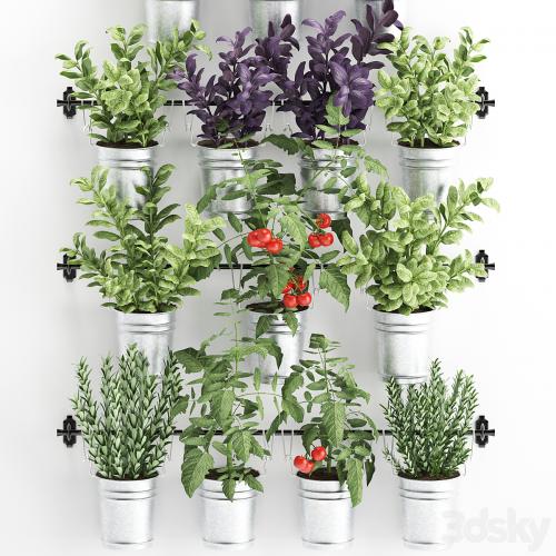 Vertical gardening. 33. Kitchen garden, vegetable garden, vegetables, herbs, tomatoes, rosemary, basil, railing, phytowall, phytomodule