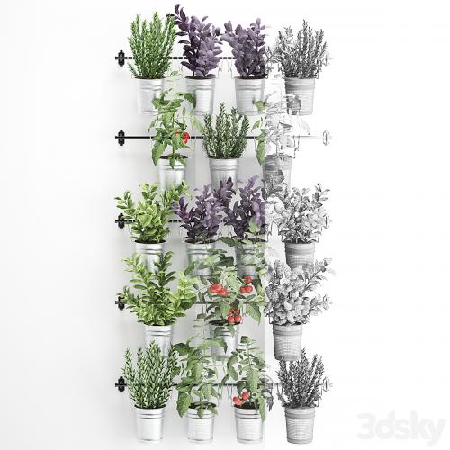 Vertical gardening. 33. Kitchen garden, vegetable garden, vegetables, herbs, tomatoes, rosemary, basil, railing, phytowall, phytomodule