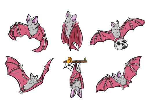 Vampire Bat Illustrations