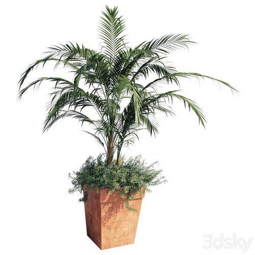 Kentia palm