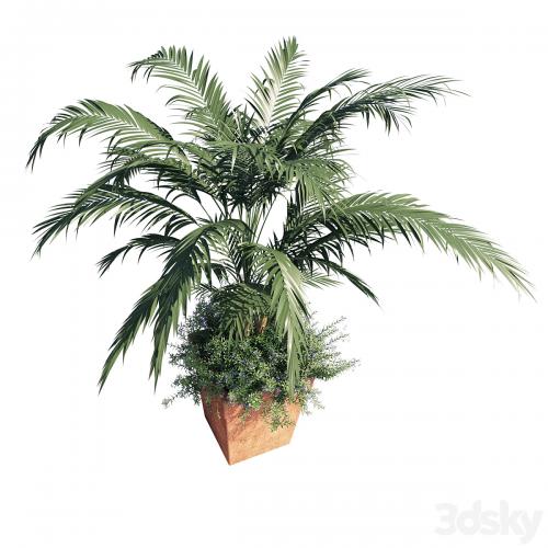 Kentia palm