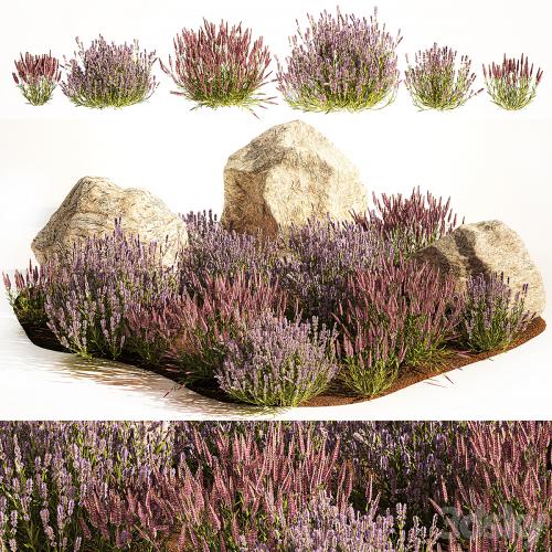 A set of lavender bushes for the garden and alpine slide, boulder, stone, catnip, sage, wild flowers. 1191