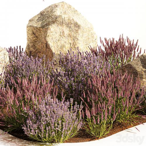 A set of lavender bushes for the garden and alpine slide, boulder, stone, catnip, sage, wild flowers. 1191