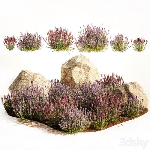 A set of lavender bushes for the garden and alpine slide, boulder, stone, catnip, sage, wild flowers. 1191