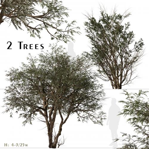 Set of Ghaf Tree (Prosopis cineraria) (2 Trees)