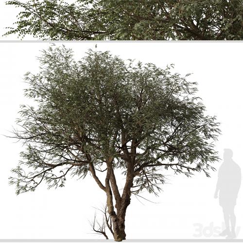 Set of Ghaf Tree (Prosopis cineraria) (2 Trees)