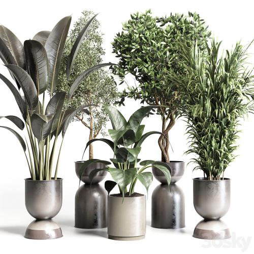 Collection indoor plant 156 pot plant ficus rubbery palm concrete dirt vase