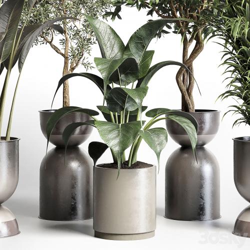 Collection indoor plant 156 pot plant ficus rubbery palm concrete dirt vase