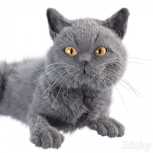 Gray Cat