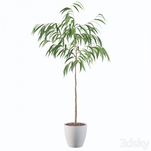 Plants collection 081 - ficus ali