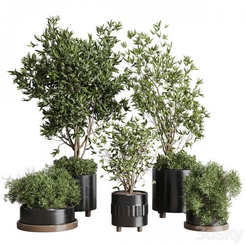 Indoor plant set 298 concrete vase plant tree bush pot