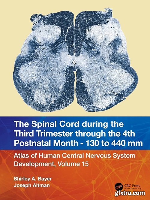 The Spinal Cord during the Middle Second Trimester through the 4th Postnatal Month 130- to 440-mm Crown-Rump Lengths