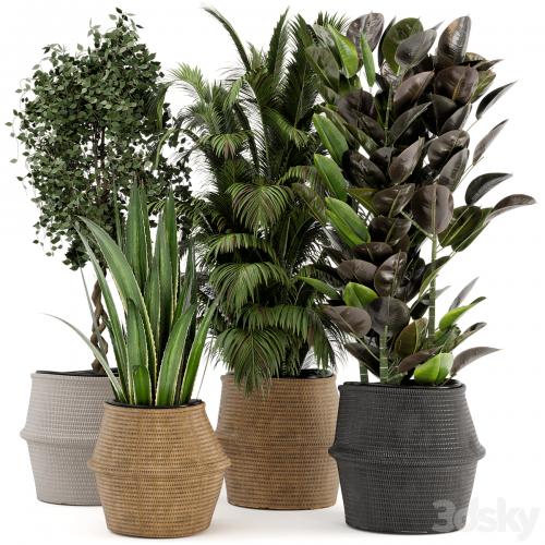 Indoor Plants in Wicker Basket - Set 258