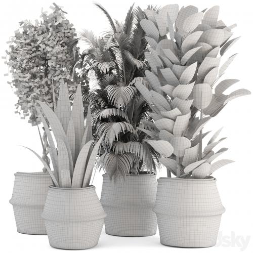 Indoor Plants in Wicker Basket - Set 258