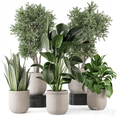 Indoor Plants in rusty Concrete Pot - Set 921