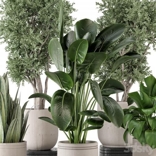 Indoor Plants in rusty Concrete Pot - Set 921