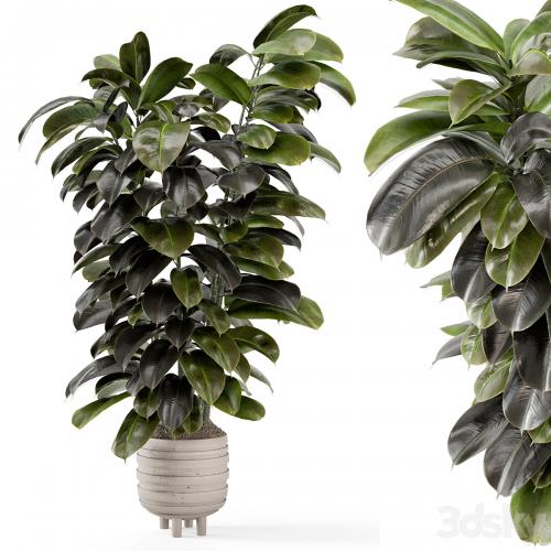 Indoor Plants In Concrete Pots - Set 953