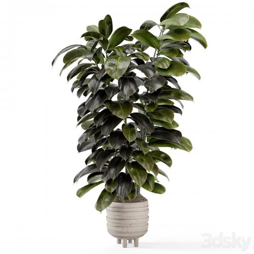 Indoor Plants In Concrete Pots - Set 953