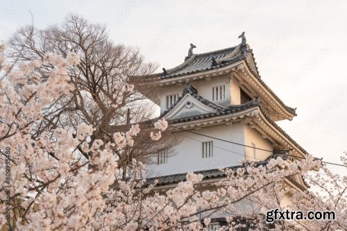 Marugame Castle With Cherry Blossoms 6xJPEG